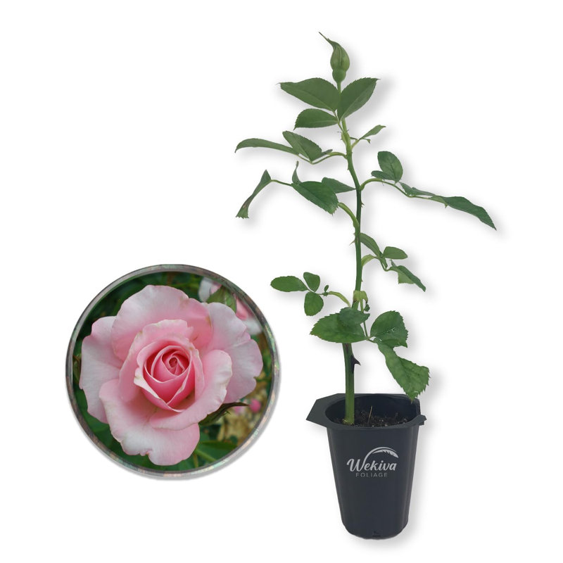 Our Lady of Guadalupe Pink Rose Bush Live Starter Plant