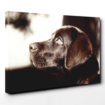Chocolate Labrador Dog - Wall Art