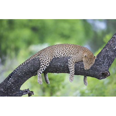 Leopard Sleep par Jez_Bennett - Photographie sur toile tendue