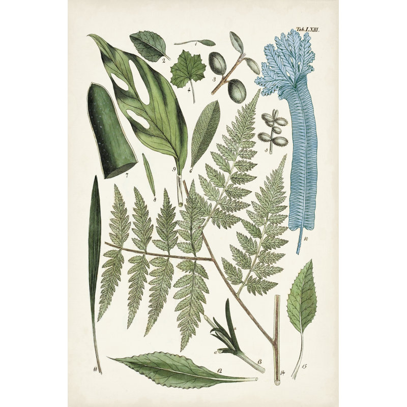 Fanciful Ferns IV - Wrapped Canvas Painting, 30cm H x 20cm W x 3.8cm D