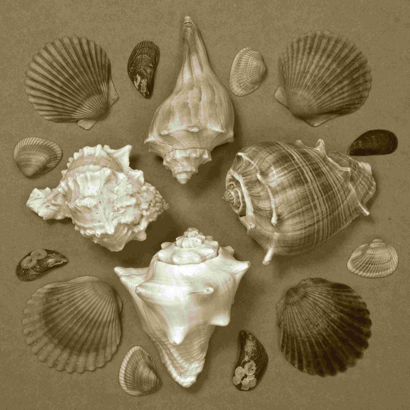 Collectionneur de coquillages, série IV (JP) 2855518, H 36 po x l 36 po
