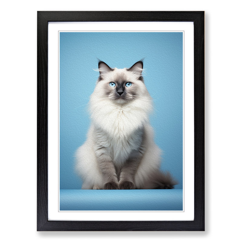 XYZ-FRM-V1223-5377 Ragdoll Cat Minimalism No.3 - Single Picture Frame Print on Wood, Black, 34cm H x 25cm W x 2cm D