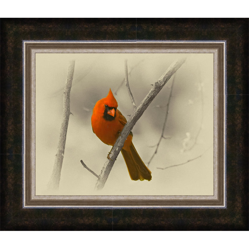 « masculin cardinal », reproduction de photo sur toile encadrée