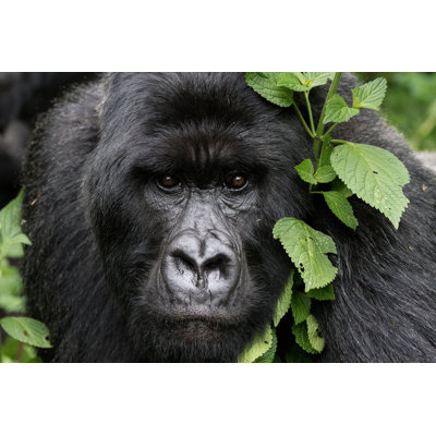 «Gentle Gorilla» par Apagnillo - Photographie sur toile tendue