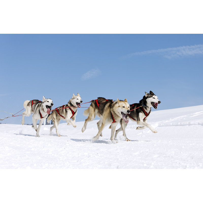 «Snow Dogs» par Vwalakte - photographie sur toile tendue, L 30 po x H 20 po