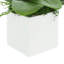Orchid Arrangement in Square Fiberstone Pot-808760903