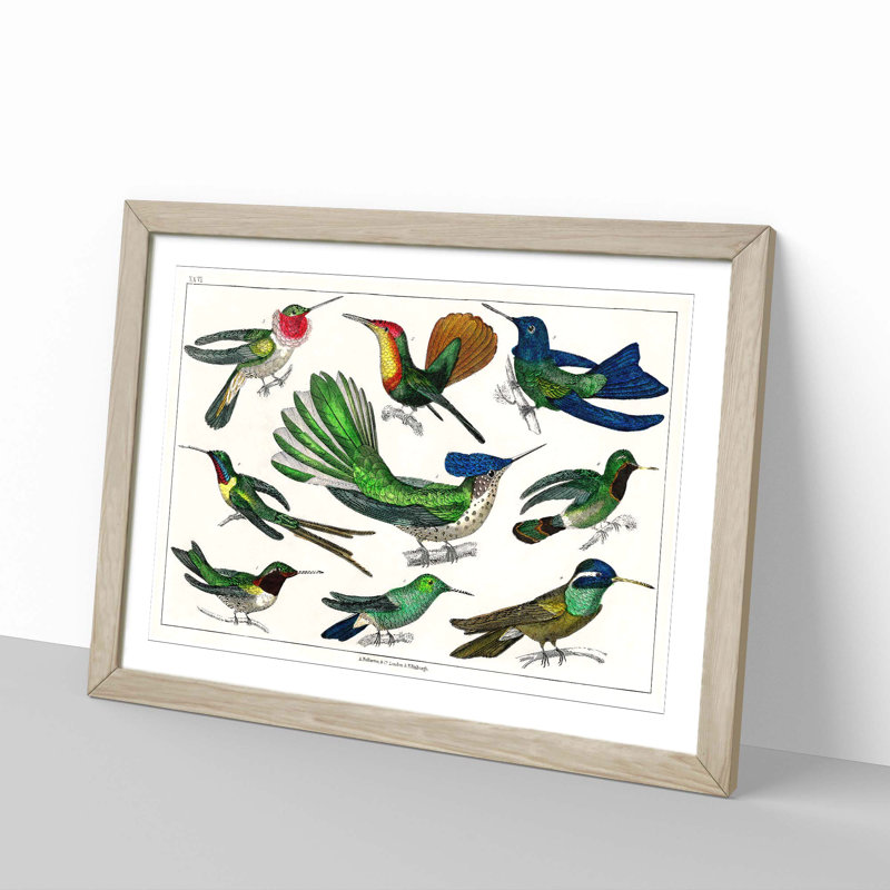Collection of Hummingbirds XXVI by Oliver Goldsmith - Picture Frame Painting, Oak Framed, 27cm H x 36cm W x 2cm D