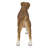 Boxer Dog Standing