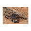 Scorpion Couple, Scorpion Couple, impression d'art mural-1075086124