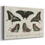 «Crackled Butterflies II», toile tendue avec châssis-1452385326
