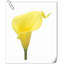 Arrangement Lillies-623490075-623490149