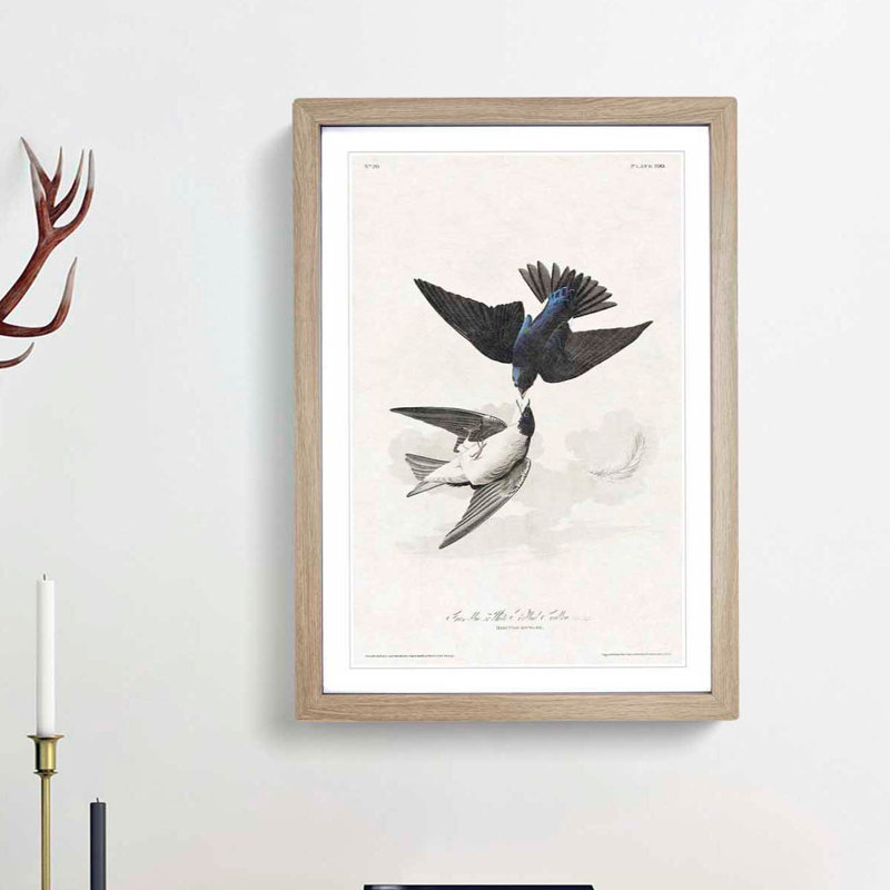 White-Bellied Swallow by John Audubon - Picture Frame Art Prints, Oak Framed, 65cm H x 48cm W x 2cm D