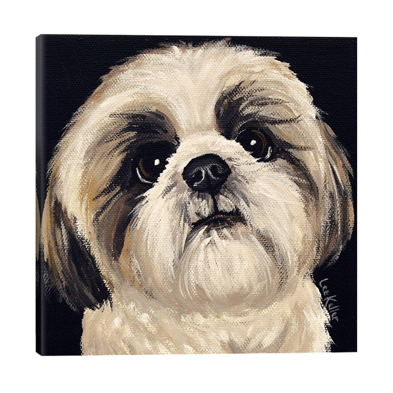 Shih Tzu on Black I 1 Piece Wrapped Canvas Wall Art, 45.72 cm H x 45.72 cm W x 3.175 cm D