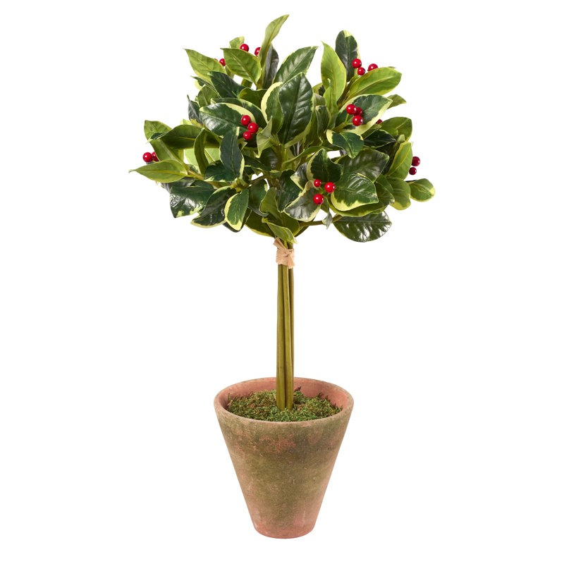 Topiaire de houx en pot terre cuite