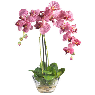 Orchid Arrangement in Vase
