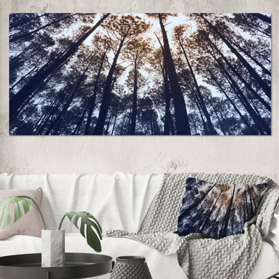 " Tall Old Trees In Pine Forest Indonesia "
