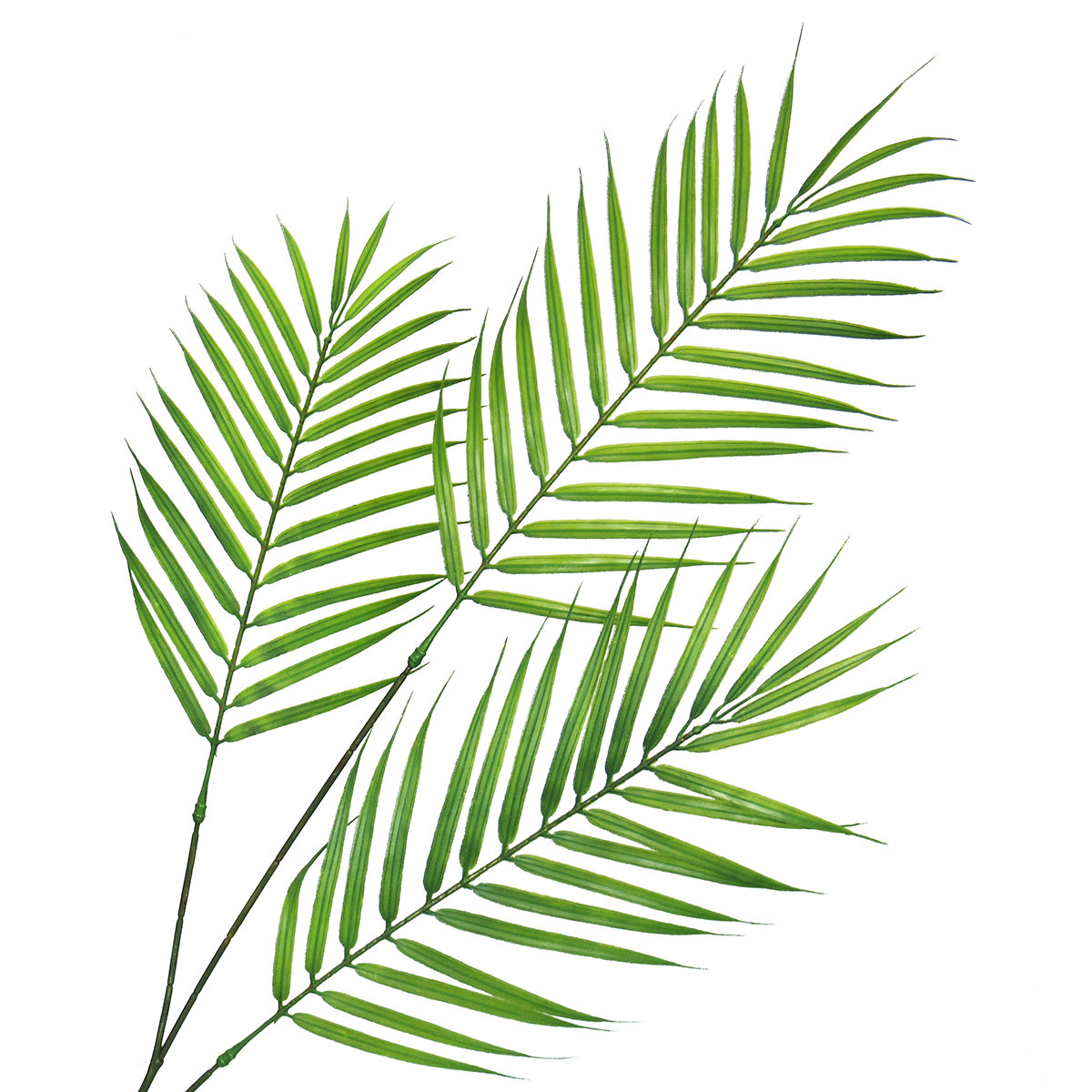 33" Palm Branch
