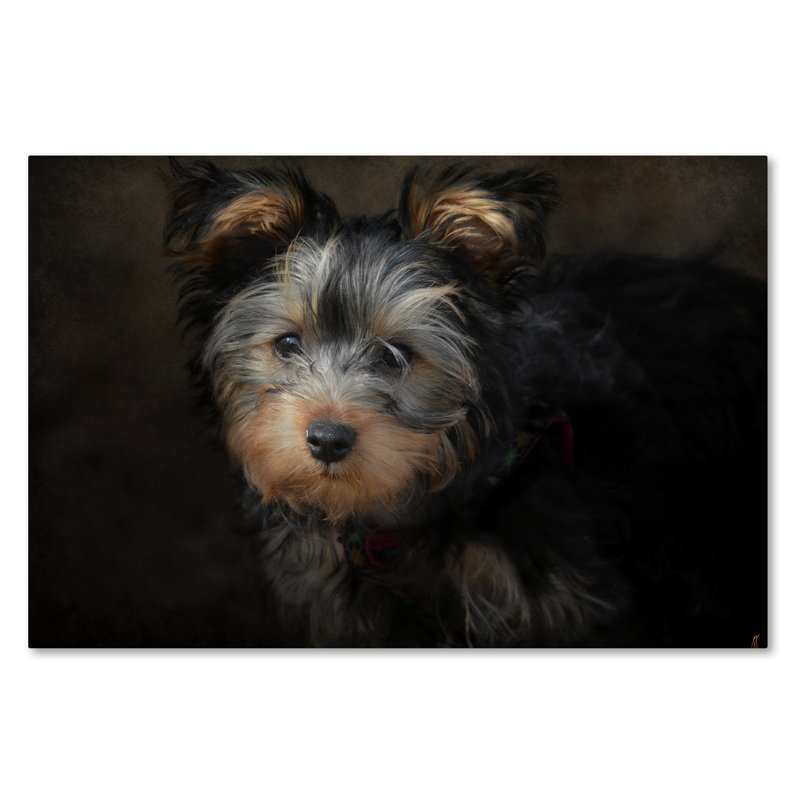 «Yorkie Puppy» de Vidur, impression sur toile tendue, H 30 po x l 47 po