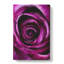 Striking Purple Rose - Wrapped Canvas-56661031