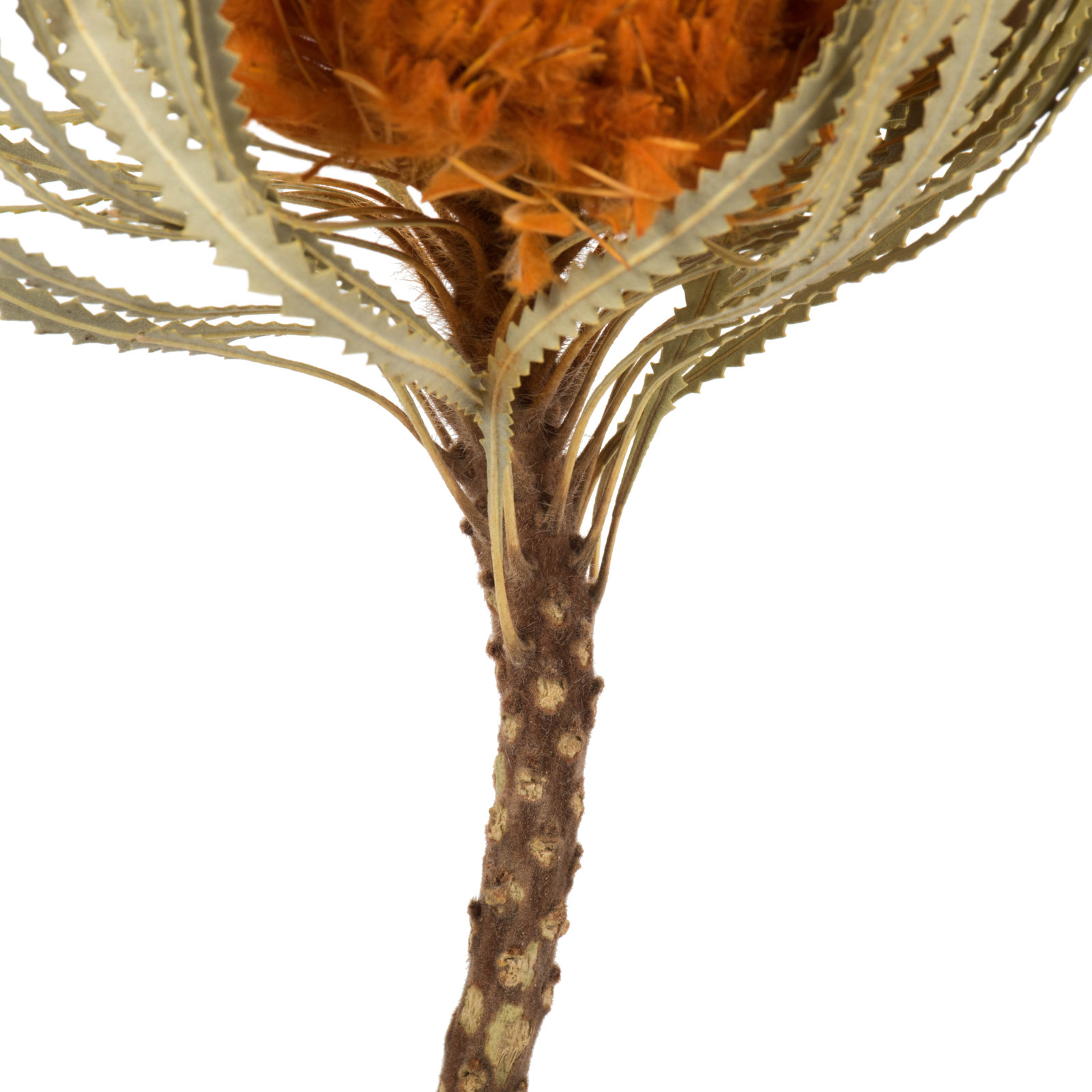 Dried Banksia Floral Stems, Autumn