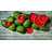 Watermelon 16.91 oz. Salad Bowl