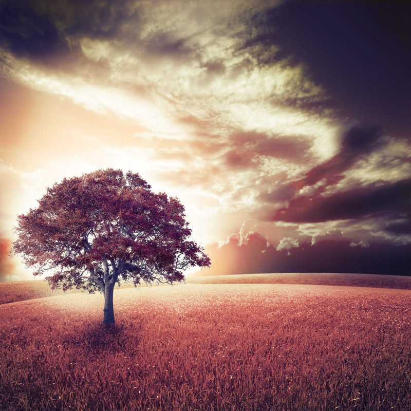 Arbre - photographie sur toile tendue, L 20 po x H 20 po