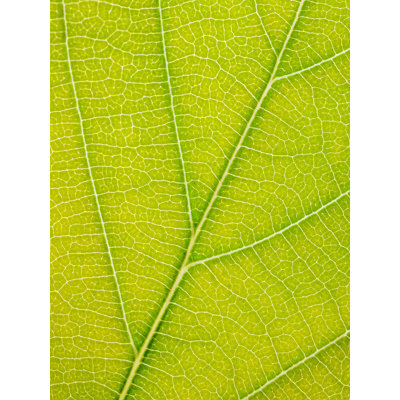 Autumn Leaf Print by Philippe Monthoux