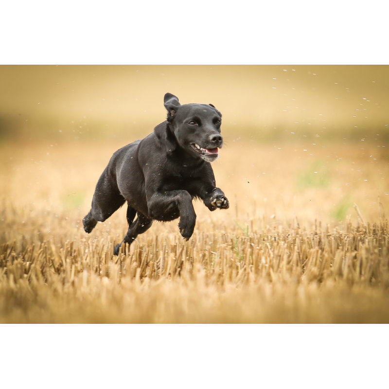 Dog by ArtofMomentS - Wrapped Canvas Print, 51cm H x 76cm W