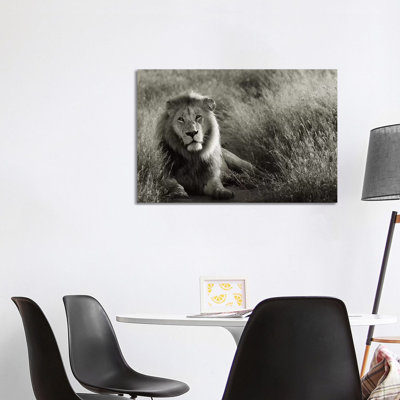 B&W Lion At Rest by Klaus Tiedge - Print on Canvas