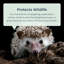 Flaxt Weather Resistant Small Animal Modular Habitat