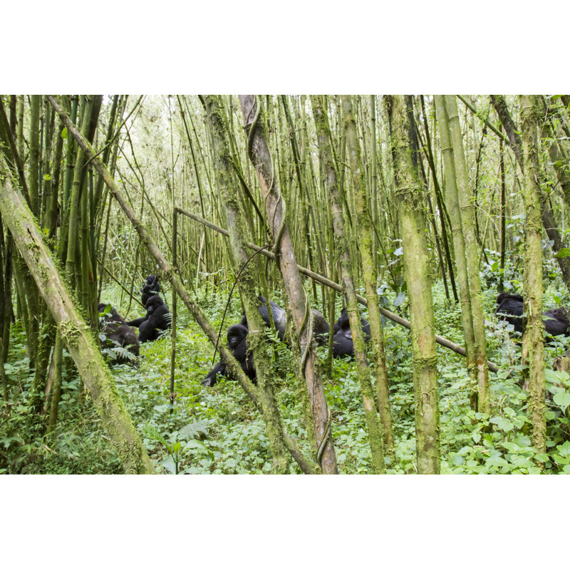 Mountain Gorilla Group In Volcanoes by Karenfoleyphotography - Wrapped Canvas Print, 30cm H x 46cm W
