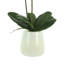 Phalaenopsis Orchid Floral Arrangement in Pot-1204512986
