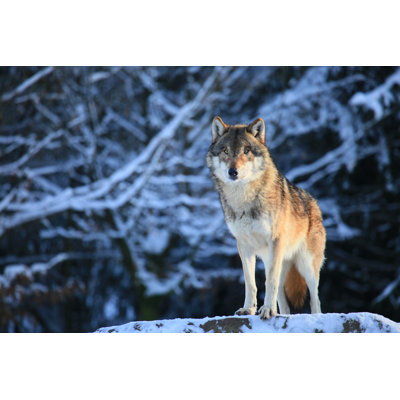 Amiyiah " Wolf "