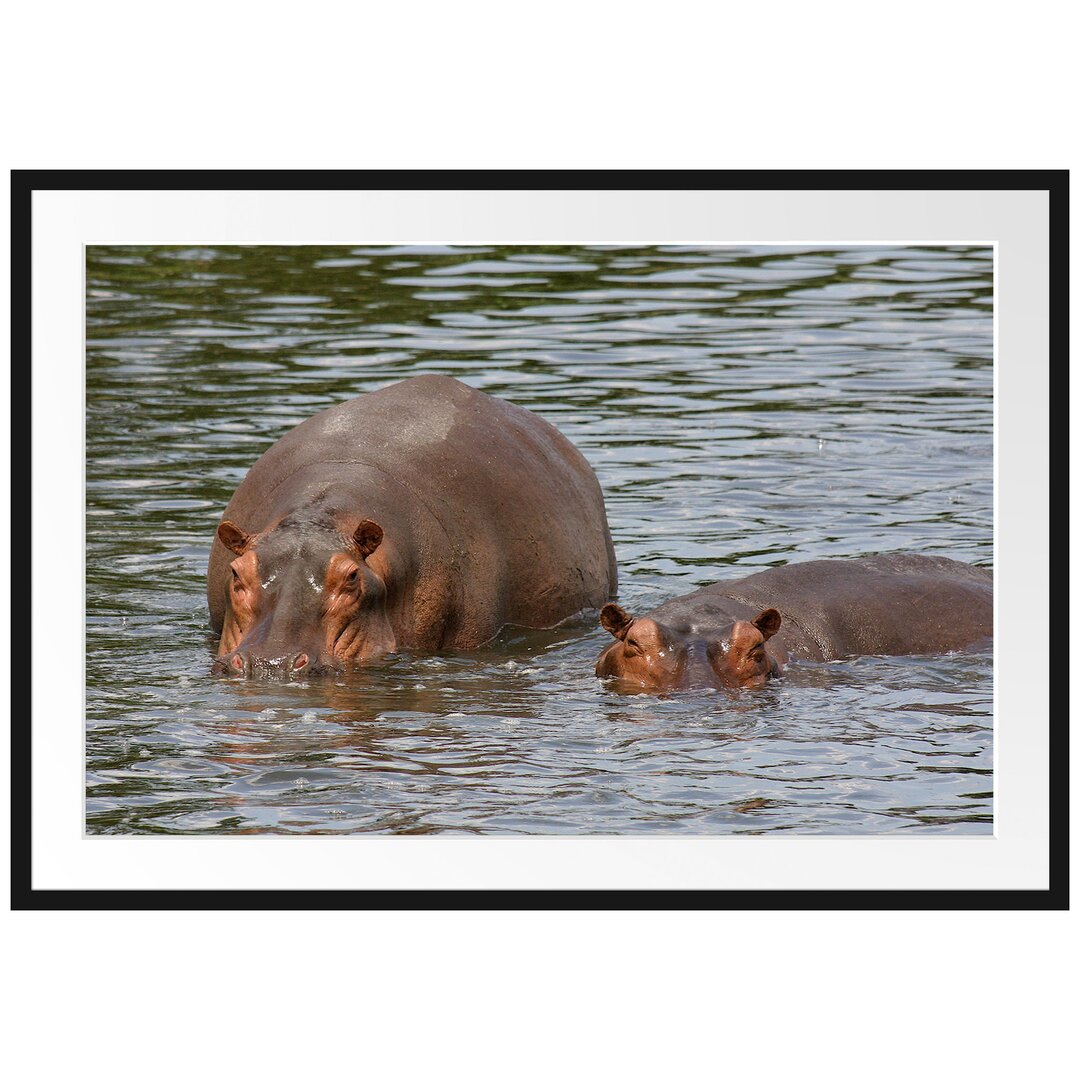 Gerahmtes Poster Zwei Flusspferde im hohen Wasser