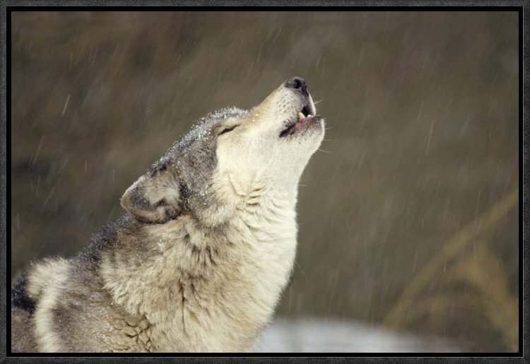 brown wolf howling