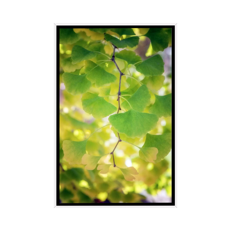 Fossil Leaves by Philippe Sainte-Laudy - Print on Canvas, White Framed, 66.04 cm H x 45.72 cm W