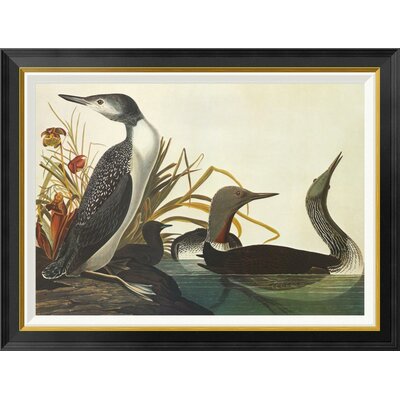 Red-Throated Diver by James Audubon - Picture Frame Graphic Art Print on Canvas -  Global Gallery, GCF-382090-30-190