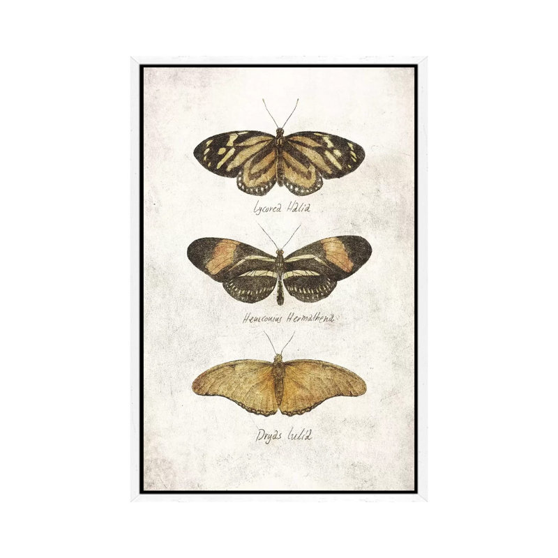 Butterflies III by Mike Koubou - Print on Canvas, 101.6cm H x 66.04cm W x 3.81cm D, White Framed