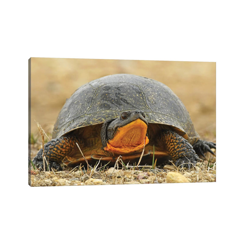 Endangered Blanding'S Turtle by Brian Wolf - Wrapped Canvas Print