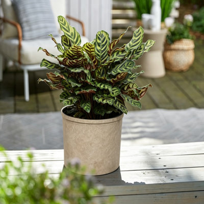 Live Peacock Calathea Houseplant in Faux Stone Planter