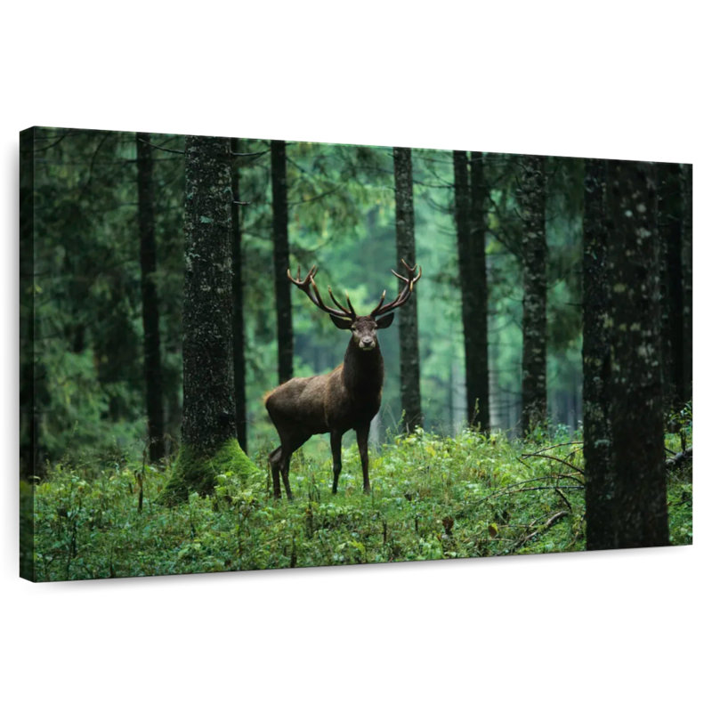 Élan dans la forêt, H 30 po x l 45 po