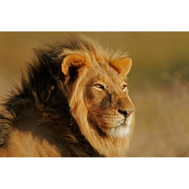 Grand mâle africain lion - photographie sur toile tendue, H 12 po x l 18 po x P 1,25 po