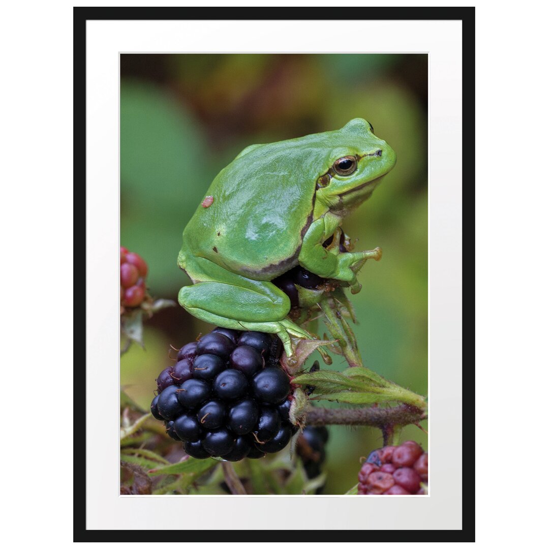 Gerahmtes Poster Kleiner Frosch auf Brombeerstrauch