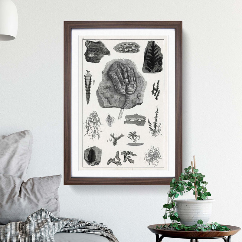 Collection of Fossils II by Oliver Goldsmith - Picture Frame Drawing Print, 65cm H x 48cm W x 2cm D, Walnut Framed