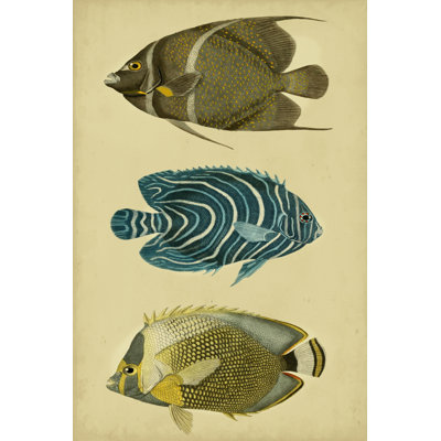 Trio Of Tropical Fish III by Vision Studio - Wrapped Canvas Print