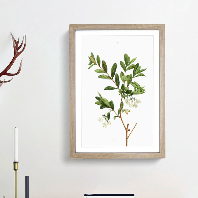 White Honeysuckle Flowers by Pierre-Joseph Redoute - Picture Frame Art Prints, Oak Framed, 36cm H x 27cm W x 2cm D