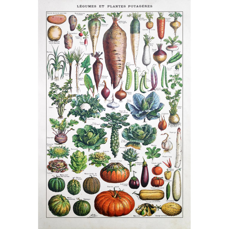 Garden Vegetables by Gwengoat - Wrapped Canvas Print, 76cm H x 51cm W