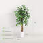 Ficus en pot 48 po