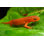Red Salamander par Blissographie - photographie sur toile tendue