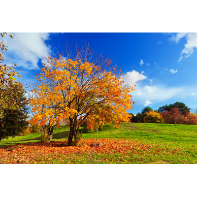 «Hardwicke Autumn Fall Landscape on Canvas» par Niserin, photographie